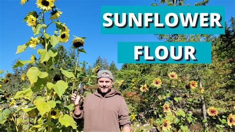 some even claim one can harvest the styrofoam like insides of a <b>sunflower</b> <b>stalk</b>, dehydrate, pulverize and <b>use</b> this as baking <b>flour</b>. . How to use sunflower stalk flour
